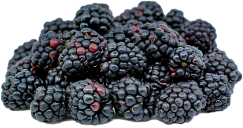 Blackberry (170gm/Pun) 黑莓 [Country: USA]
